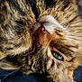 Nino participe au concours pour gagner de l'argent avec cette photo : carnivore, cat, close_up, ear, european_shorthair, felidae, fur, kitten, maine_coon, norwegian_forest_cat, nose, pixie_bob, small_to_medium_sized_cats, snout, stock_photography, tabby_cat, textile, whiskers