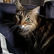 Nino participe au concours pour gagner de l'argent avec cette photo : american_shorthair, asian, carnivore, cat, domestic_long_haired_cat, domestic_short_haired_cat, dragon_li, european_shorthair, eye, felidae, fur, kitten, maine_coon, mammal, norwegian_forest_cat, small_to_medium_sized_cats, snout, tabby_cat, vertebrate, whiskers