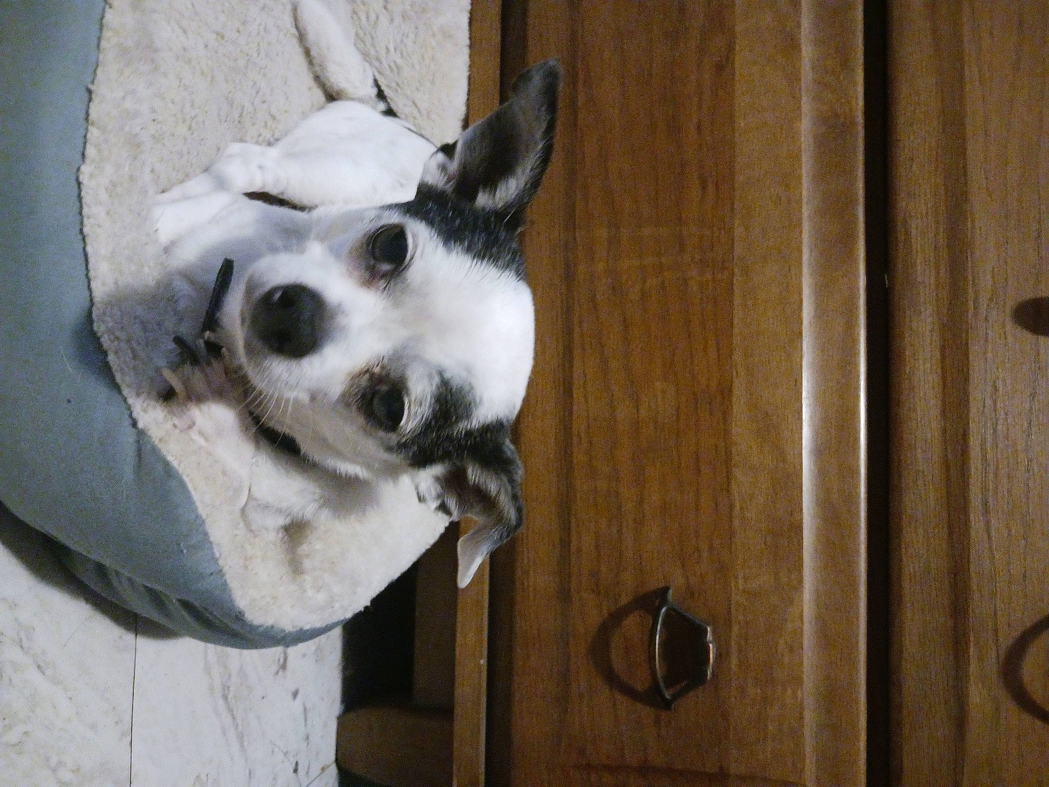 Toby is registered to the contest to win money with this photo: canidae, carnivore, collar, companion_dog, dog, dog_breed, dog_collar, dog_supply, door, fawn, fur, hardwood, paw, pet_supply, snout, sporting_group, tail, whiskers, wood, working_animal