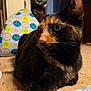 cat, tortoiseshell_cat, animal, pet, indoor, carpet, close_up, feline, whiskers, ears, fur, yellow_eyes, relaxed, resting, colorful_background, pattern, cozy, domestic, mammal, portrait