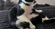 Tux is registered to the contest to win money with this photo: animal, bed, black_and_white, cat, collar, cozy, cute, domestic, feline, fur, household, indoor, paws, pet, quilted, relaxed, resting, side_view, sleepy, whiskers
