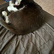 Tux is registered to the contest to win money with this photo: animal, black_and_white, carpet, cat, cozy, curled_up, cute, domestic, fur, indoor, nose, patterned_fabric, paw, pet, quiet, quilted_blanket, resting, sleeping, tail, whiskers