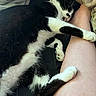 Tux joined the competition — help win amazing prizes! animal, bed, black_and_white, blanket, cat, comfort, cozy, cute, domestic, feline, fur, indoor, leg, paw, pet, relaxation, resting, sleep, sleeping, snuggling