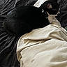 Tux joined the competition — help win amazing prizes! animal, bed, black_and_white_cat, blanket, cat, collar, comfort, cozy, domestic_animal, feline, fur, indoor, mammal, pet, quiet, relaxation, resting, sleeping, soft, whiskers
