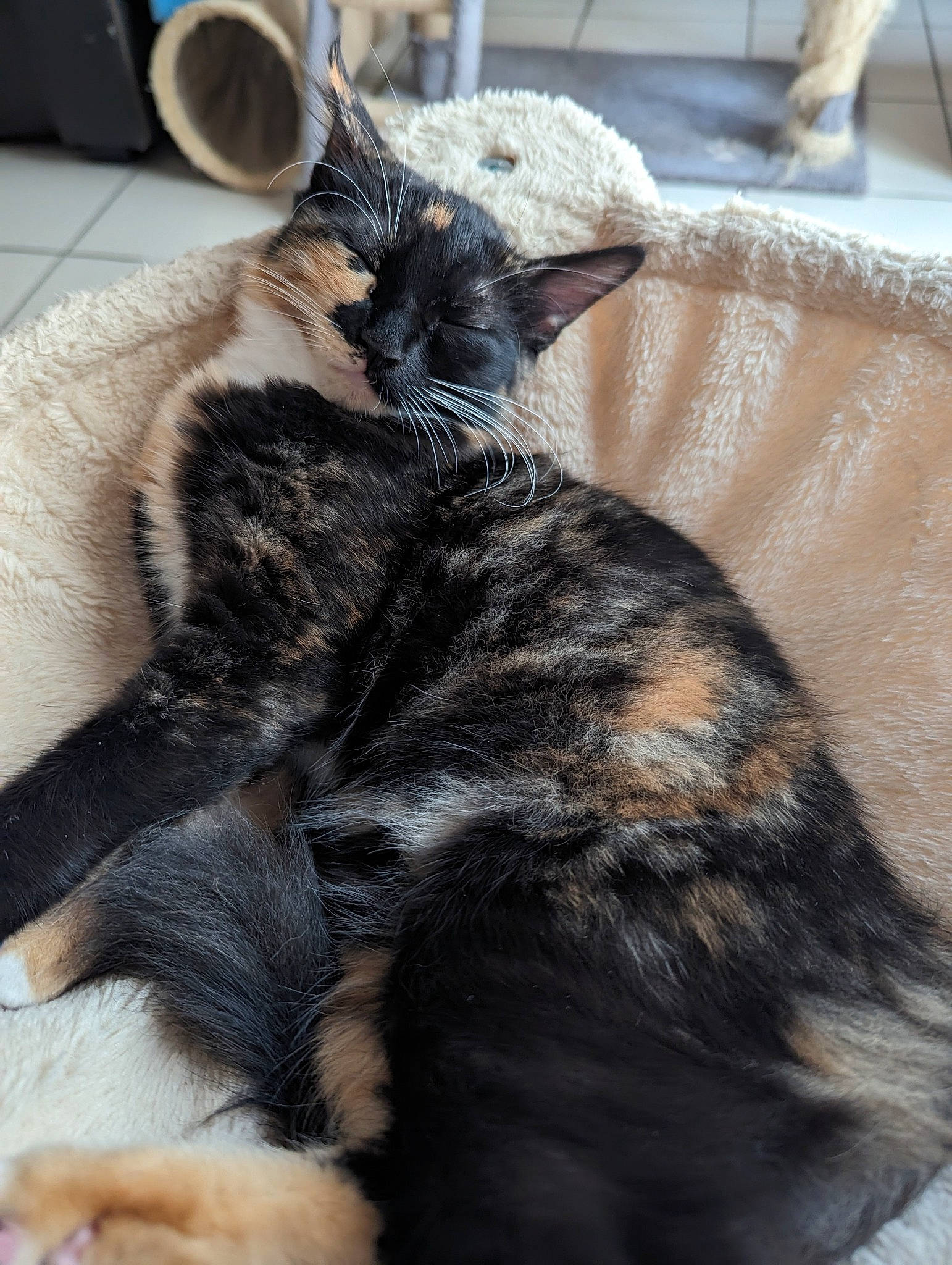 Annabelle participe au concours pour gagner de l'argent avec cette photo : black_cat, carnivore, cat, claw, comfort, dog_breed, domestic_short_haired_cat, ear, fawn, felidae, fur, nap, paw, sleep, small_to_medium_sized_cats, snout, tail, terrestrial_animal, whiskers