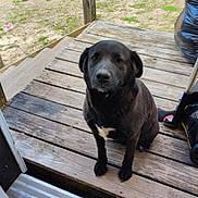 Sweet Girl joined the competition — help win amazing prizes! dog, black_dog, porch, wooden_floor, outdoor, pet, animal, sitting, calm, looking_up, trash_bag, lawn_mower, yard, grass, wooden_railing, daylight, front_door, patio, domestic_animal, quiet