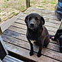 dog, black_dog, porch, wooden_floor, outdoor, pet, animal, sitting, calm, looking_up, trash_bag, lawn_mower, yard, grass, wooden_railing, daylight, front_door, patio, domestic_animal, quiet