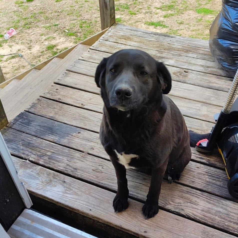 Sweet Girl joined the competition — help win amazing prizes! animal, black_dog, calm, daylight, dog, domestic_animal, front_door, grass, lawn_mower, looking_up, outdoor, patio, pet, porch, quiet, sitting, trash_bag, wooden_floor, wooden_railing, yard