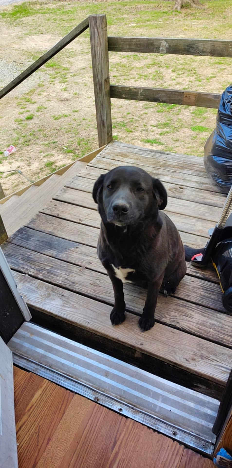 Sweet Girl joined the competition — help win amazing prizes! dog, black_dog, porch, wooden_floor, outdoor, pet, animal, sitting, calm, looking_up, trash_bag, lawn_mower, yard, grass, wooden_railing, daylight, front_door, patio, domestic_animal, quiet