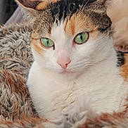 Rica a rejoint le concours — aidez-le/la à gagner de superbes lots ! animal, calico_cat, cat, close_up, cozy, cute, domestic_cat, ears, fluffy_blanket, focused, fur, green_eyes, indoor, mammal, pet, portrait, relaxed, resting, soft_light, whiskers