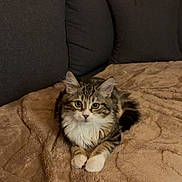 Urus a rejoint le concours — aidez-le/la à gagner de superbes lots ! adorable, blanket, cat, couch, cozy, ears, eyes, fur, furniture, indoor, kitten, living_room, longhair, pet, portrait, relaxed, sitting, tabby, whiskers, white_paws