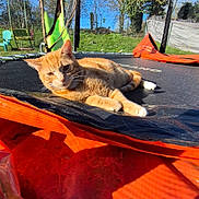 Yoshi a rejoint le concours — aidez-le/la à gagner de superbes lots ! cat, ginger_cat, orange_fur, feline, pet, animal, trampoline, backyard, outdoor, sunlight, sunny, blue_sky, trees, grass, playground, lounging, lying_down, whiskers, garden, spring