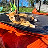cat, ginger_cat, orange_fur, feline, pet, animal, trampoline, backyard, outdoor, sunlight, sunny, blue_sky, trees, grass, playground, lounging, lying_down, whiskers, garden, spring
