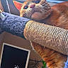 Yoshi a rejoint le concours — aidez-le/la à gagner de superbes lots ! cat, ginger_cat, orange_fur, feline, pet, animal, whiskers, pointed_ears, blue_eyes, close_up, portrait, scratching_post, cat_tree, paw, indoors, window, cozy, relaxed, hanging_paw, friday_text
