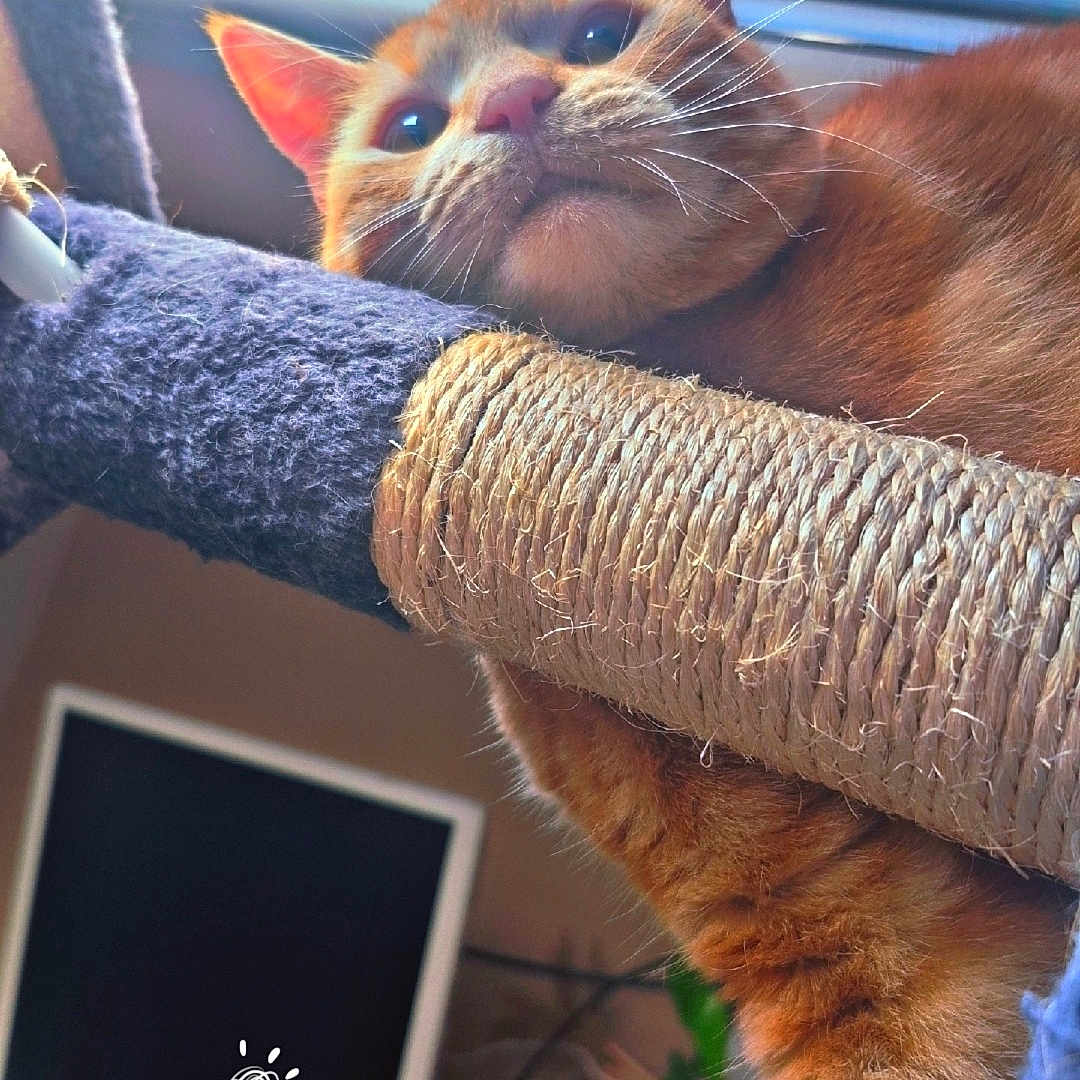 Yoshi