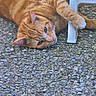 Yoshi a rejoint le concours — aidez-le/la à gagner de superbes lots ! cat, ginger_cat, orange_tabby, feline, pet, animal, lying_down, outdoor, gravel, pebbles, white_chair, chair_leg, paws, whiskers, green_eyes, striped_fur, relaxed, playful, wednesday_text, decorative_overlay