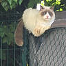 cat, fluffy, long_hair, blue_eyes, white_fur, brown_fur, cream_fur, pet, animal, feline, sitting, lounging, fence, chain_link, outdoor, garden, leaves, foliage, portrait, relaxed