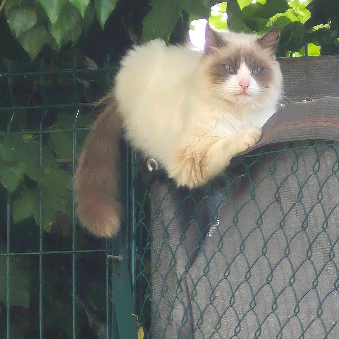 Miaouss