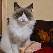 Miaouss participe au concours pour gagner de l'argent avec cette photo : cat, fluffy, long_hair, blue_eyes, white_fur, gray_fur, pet, animal, portrait, sitting, indoors, makeup_bags, cosmetic_case, accessories, shelf, home, close_up, sleepy, whiskers, cute