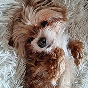 Twitter participe au concours pour gagner de l'argent avec cette photo : dog, puppy, small_dog, fluffy, long_hair, brown_and_white, pet, animal, face, nose, eyes, ears, paws, lying_down, upside_down, relaxed, cute, portrait, blanket, indoor