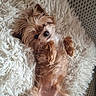 puppy, dog, small_dog, fluffy, brown_and_white, lying_down, belly_up, pet, cute, portrait, indoor, blanket, shaggy_texture, cozy, relaxed, looking_at_camera, fur, paws, animal, home