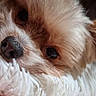 dog, puppy, small_dog, fluffy, long_hair, brown_and_white, pet, animal, face, eyes, nose, close_up, portrait, cuddly, sleepy, cozy, blanket, indoors, soft_texture, cute