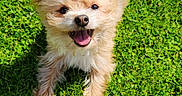 Twitter a rejoint le concours — aidez-le/la à gagner de superbes lots ! puppy, dog, small_dog, fluffy, long_hair, tan, white, grass, outdoor, garden, animal, pet, cute, happy, smiling, tongue_out, lying_down, portrait, sunlight, greenery