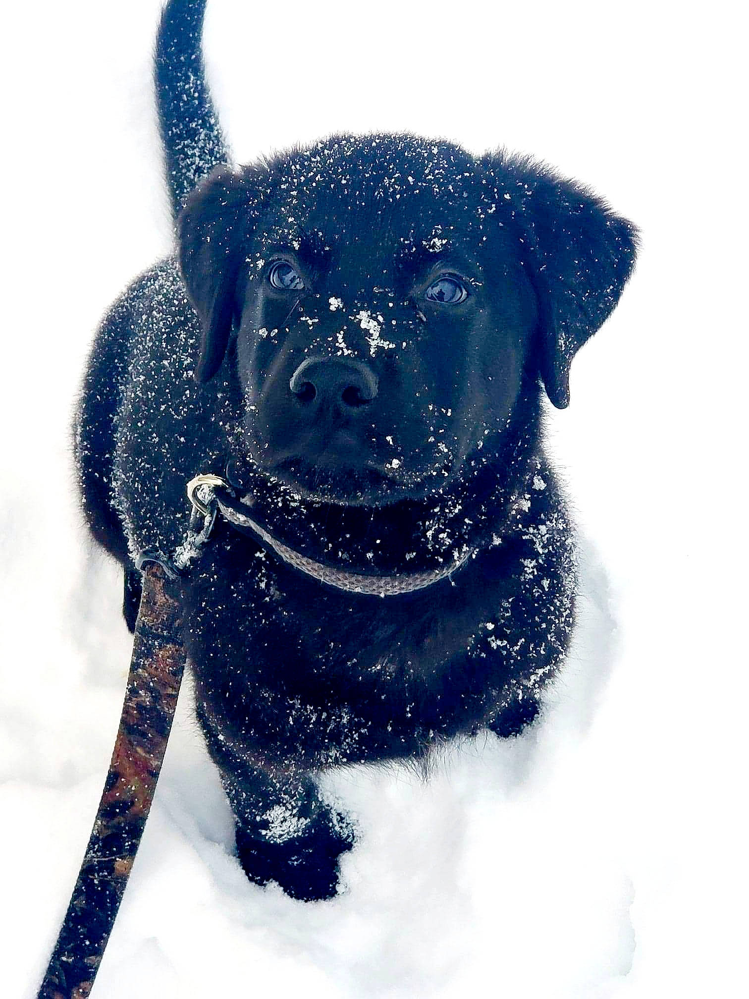 Bear is registered to the contest to win money with this photo: carnivore, collar, companion_dog, dog, dog_breed, dog_collar, dog_supply, electric_blue, fawn, fur, leash, pet_supply, snout, snow, sporting_group, tail, toy_dog, whiskers, winter, working_animal