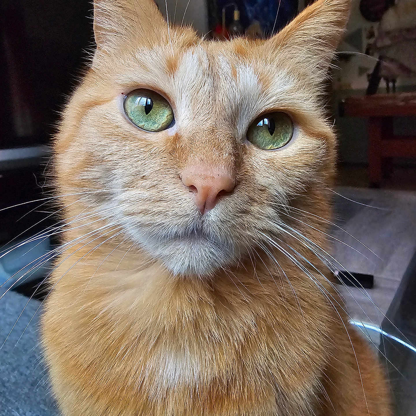 Isis a rejoint le concours — aidez-le/la à gagner de superbes lots ! abyssinian, angora, animal, cat, kitten, manx, pet, plywood, siamese, wood