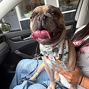 Benji is registered to the contest to win money with this photo: dog, pug, bandana, tongue_out, car_interior, person, hand, jeans, seat, window, door, leash, casual, happy, pet, close_up, indoor, animal, pet_accessory, cute
