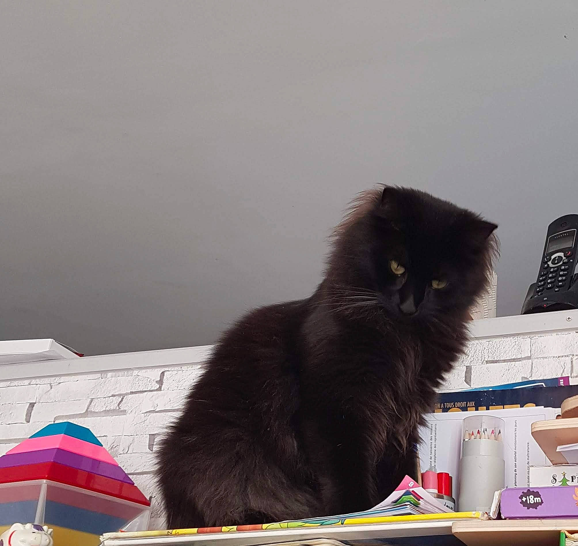 Cachou participe au concours pour gagner de l'argent avec cette photo : black_cat, box, carnivore, cat, domestic_short_haired_cat, fashion_accessory, felidae, fur, small_to_medium_sized_cats, tail, umbrella, whiskers, window