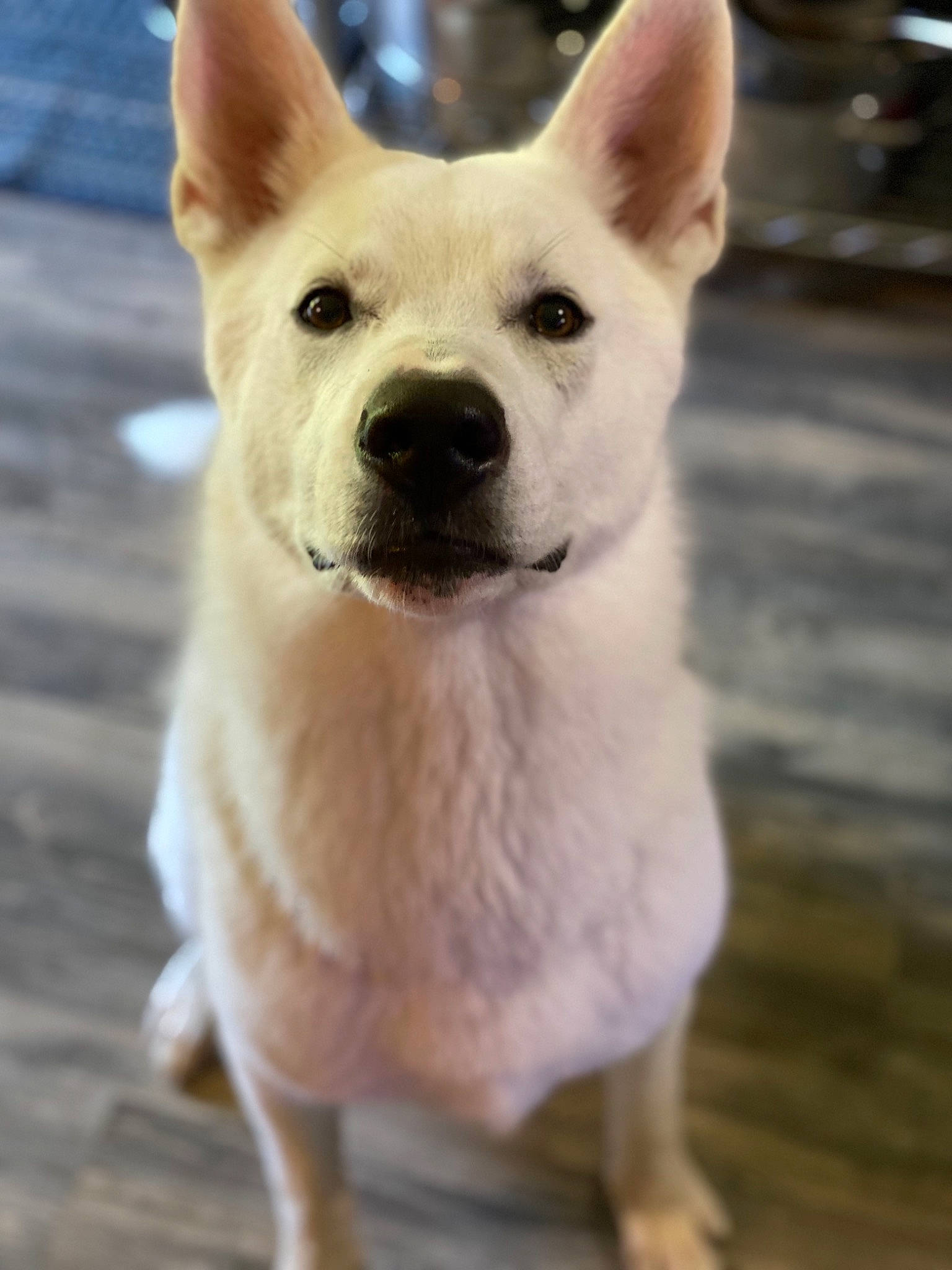 Cerberus joined the competition — help win amazing prizes! ancient_dog_breeds, canidae, carnivore, collar, companion_dog, dog, dog_breed, ear, fawn, non_sporting_group, small_terrier, snout, sporting_group, tail, terrestrial_animal, toy_dog, whiskers, working_animal