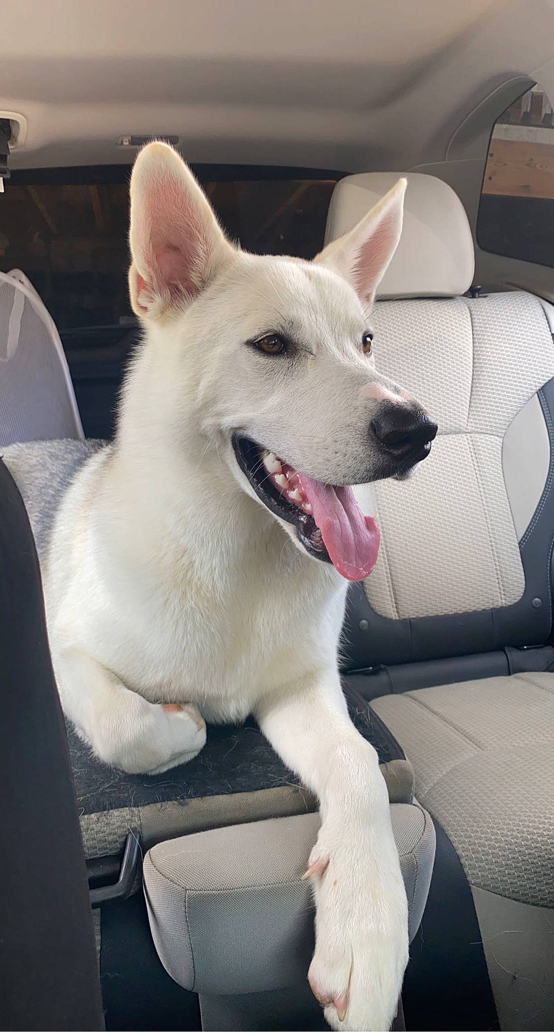 Cerberus joined the competition — help win amazing prizes! canidae, car, carnivore, collar, companion_dog, dog, dog_breed, dog_collar, fang, fawn, fur, non_sporting_group, snout, sporting_group, vehicle, white, working_animal, working_dog