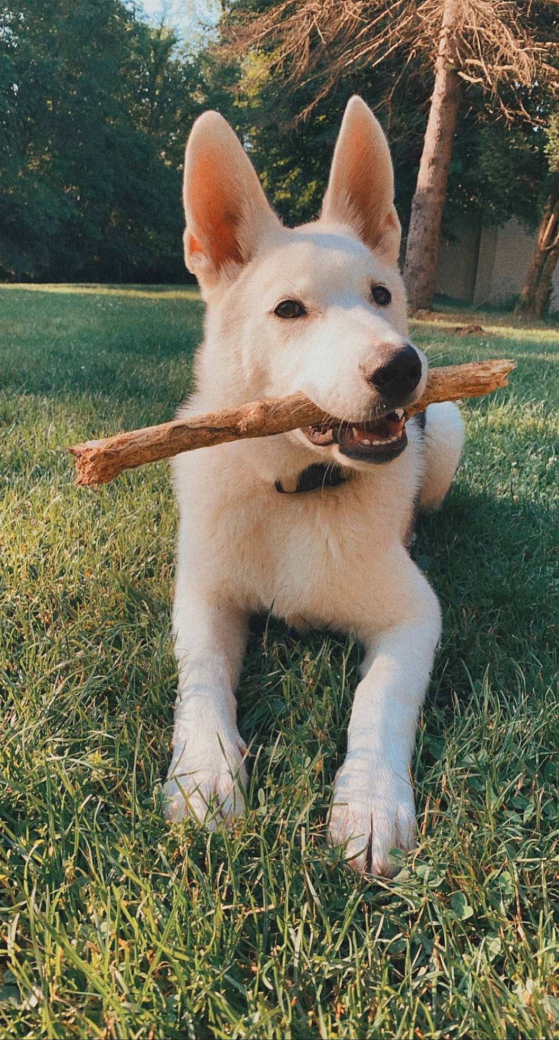 Cerberus is registered to the contest to win money with this photo: ancient_dog_breeds, canidae, carnivore, collar, companion_dog, dog, dog_breed, dog_collar, fang, fawn, fur, grass, non_sporting_group, plant, snout, sporting_group, tail, terrestrial_animal, tree, working_animal