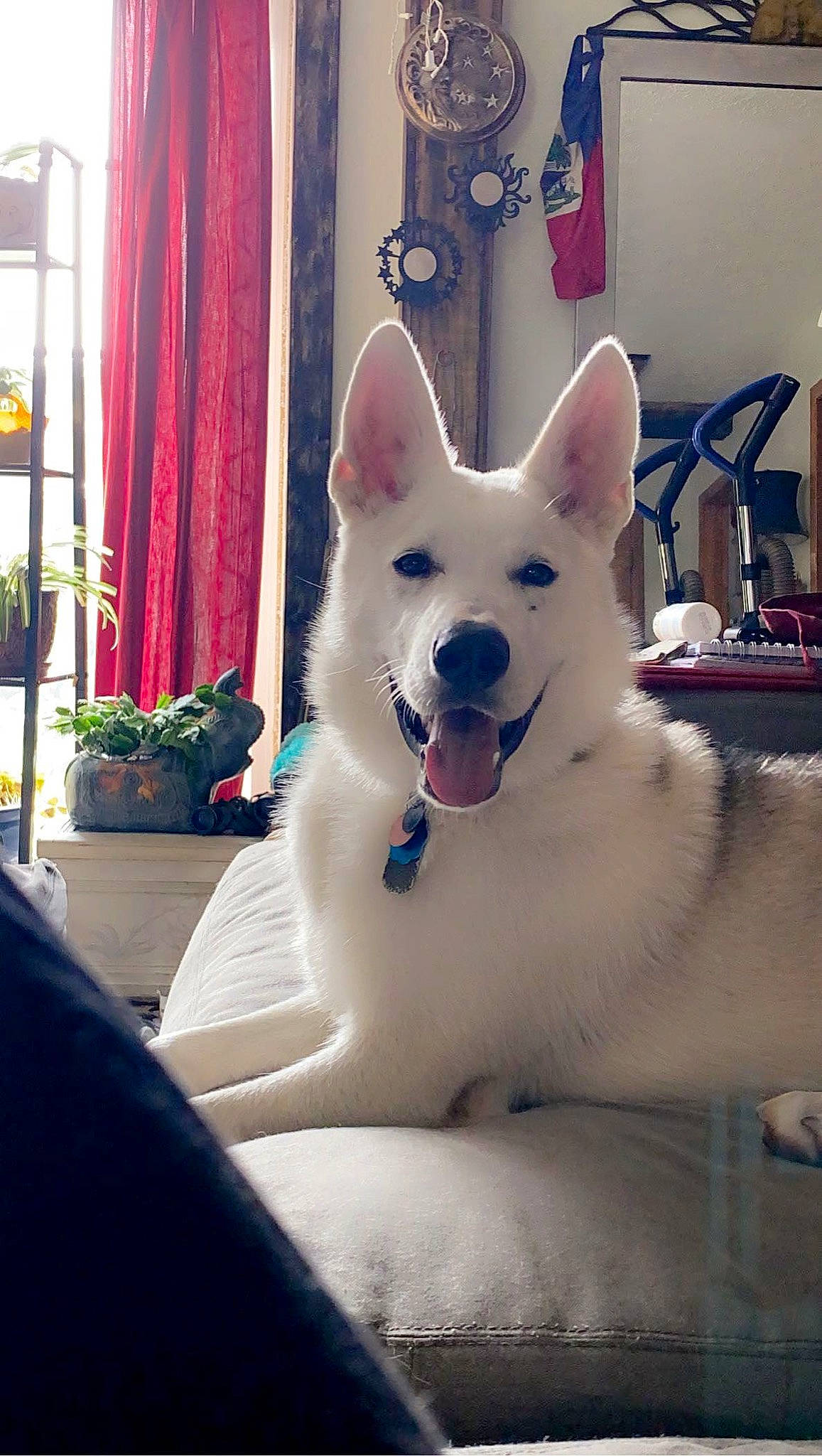 Cerberus joined the competition — help win amazing prizes! canidae, carnivore, companion_dog, curtain, dog, dog_breed, flooring, flowerpot, foot, fur, houseplant, paw, plant, snout, sporting_group, tail, tree, whiskers, window, working_animal