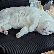 Faith is registered to the contest to win money with this photo: cat, white_cat, pet, animal, feline, indoor, chair, office_chair, carpet, relaxing, sleepy, cute, fur, paw, tail, resting, lazy, domestic, cozy, household
