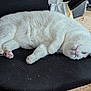 cat, white_cat, pet, animal, feline, indoor, chair, office_chair, carpet, relaxing, sleepy, cute, fur, paw, tail, resting, lazy, domestic, cozy, household
