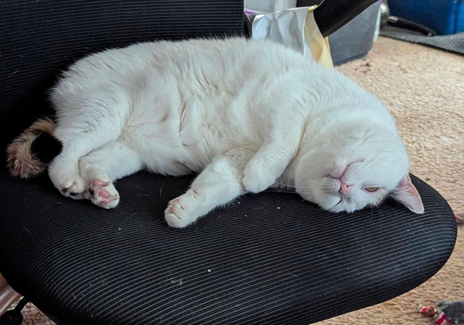 Faith is registered to the contest to win money with this photo: cat, white_cat, pet, animal, feline, indoor, chair, office_chair, carpet, relaxing, sleepy, cute, fur, paw, tail, resting, lazy, domestic, cozy, household