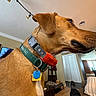 brown, canine, ceiling, collar, couch, dog, door, footwear, furniture, indoor, lamp, living_room, person, pet, rug, sitting, table, tag, window, wood_floor