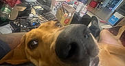 Odie joined the competition — help win amazing prizes! blanket, cardboard_box, close_up, clutter, couch, dog, drink_straw, fast_food, floor, footwear, indoor, living_room, person, pet, plastic_cup, relaxing, remote_control, sofa, television, window