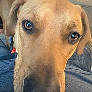 Odie joined the competition — help win amazing prizes! brown_dog, canine, close_up, clothing, collar, couch, cozy, curious, dog, domestic_animal, ears, eyes, face, fur, indoor, lap, nose, person, pet, texture