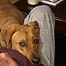 Odie is registered to the contest to win money with this photo: animal, brown_fur, casual_clothing, close_up, collar, comfort, companionship, cozy, dog, domestic, gray_pants, home, indoor, lap, looking_up, person, pet, resting, tan_dog, wooden_table