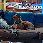 Odie is registered to the contest to win money with this photo: dog, couch, living_room, pillows, blanket, kitchen, furniture, domestic, indoor, pet, relaxing, canine, home, wood_floor, table, chair, window, light, household, comfort