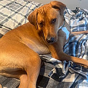 Odie joined the competition — help win amazing prizes! animal, bed, brown_dog, collar, comfort, cozy, dog, dragon, ears, fur, home, indoor, looking_back, lying_down, paws, pet, plaid_blanket, poster, resting, wall_art