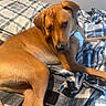 animal, bed, brown_dog, collar, comfort, cozy, dog, dragon, ears, fur, home, indoor, looking_back, lying_down, paws, pet, plaid_blanket, poster, resting, wall_art