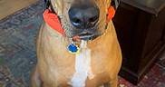 Odie is registered to the contest to win money with this photo: animal, books, brown_dog, canine, carpet, dog, domestic_animal, ears, furniture, household, indoor, looking_up, nose, orange_collar, pet, portrait, rug, sitting, table, wood_floor