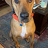 Odie is registered to the contest to win money with this photo: animal, books, brown_dog, canine, carpet, dog, domestic_animal, ears, furniture, household, indoor, looking_up, nose, orange_collar, pet, portrait, rug, sitting, table, wood_floor