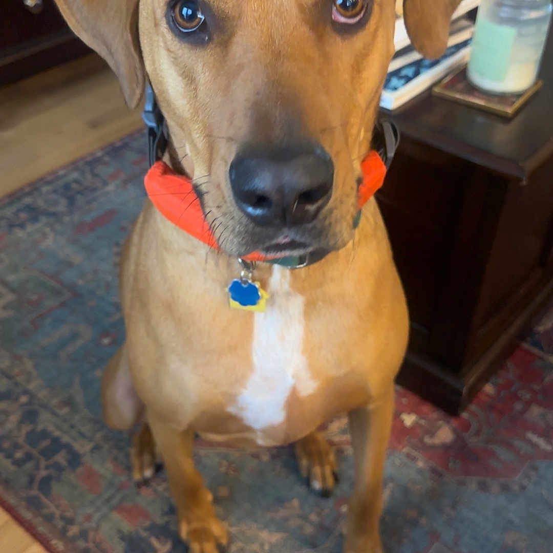 Odie