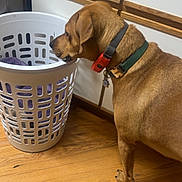 Odie is registered to the contest to win money with this photo: animal, brown_dog, cabinet, canine, collar, curiosity, curious, dog, domestic_animal, flooring, furniture, home, household, indoor, kitchen, laundry_basket, pet, sniffing, tile_countertop, wooden_floor