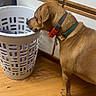 animal, brown_dog, cabinet, canine, collar, curiosity, curious, dog, domestic_animal, flooring, furniture, home, household, indoor, kitchen, laundry_basket, pet, sniffing, tile_countertop, wooden_floor